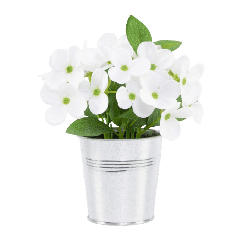 Syringa Vulgaris Flower In Iron Pot
