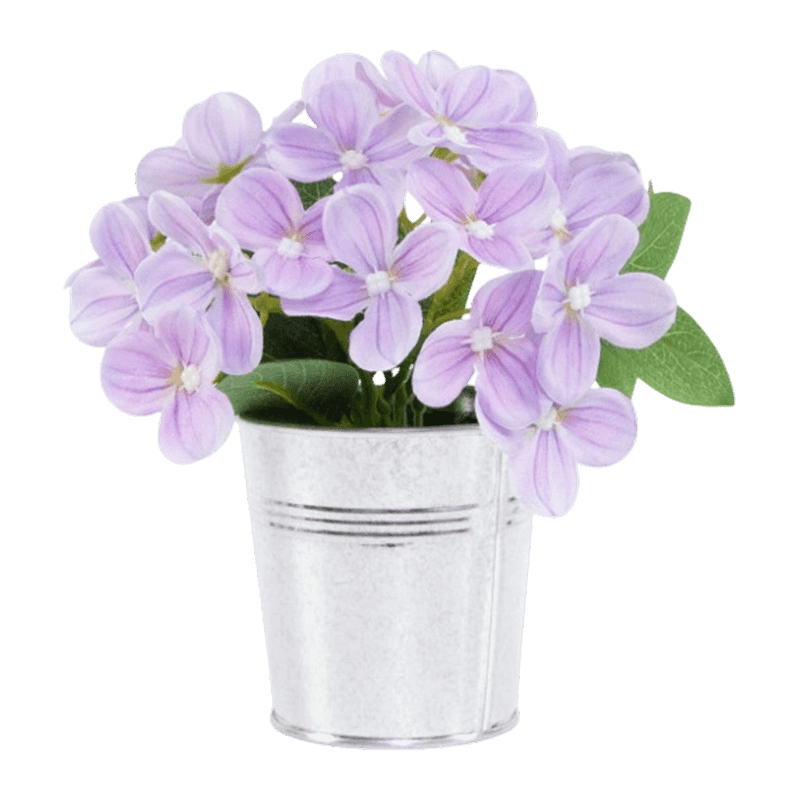 Syringa Vulgaris Flower In Iron Pot