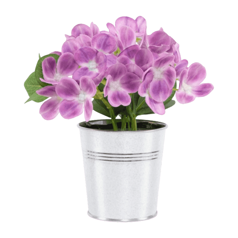 Syringa Vulgaris Flower In Iron Pot
