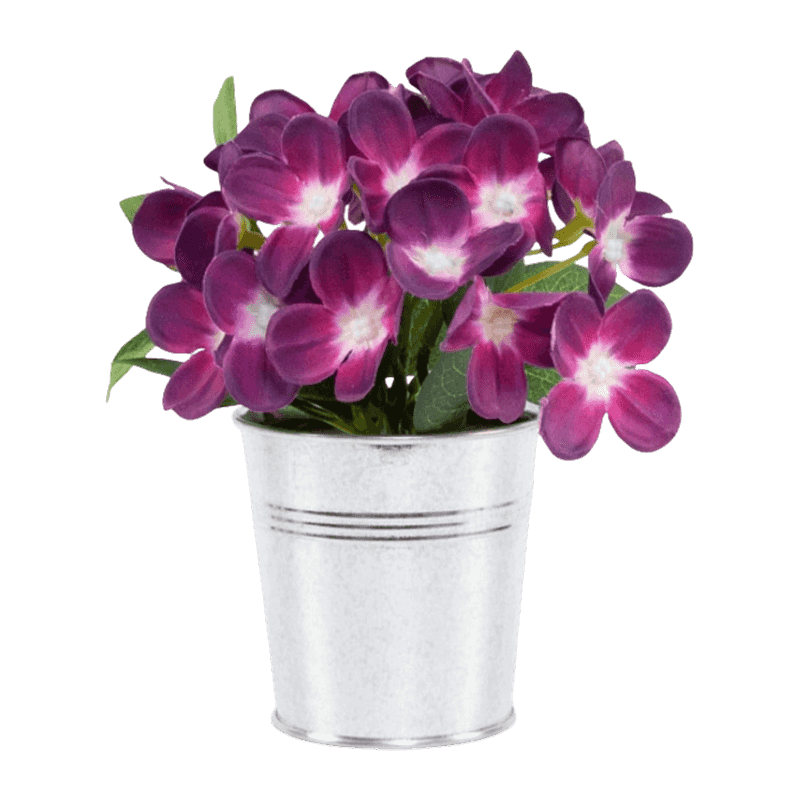 Syringa Vulgaris Flower In Iron Pot