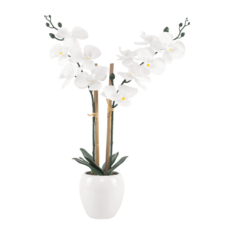 21“H White Silk Orchid In White Ceramic Pot-2S/12Flw 21“H White Silk Orchid In White Ceramic Pot-2S/12Flw