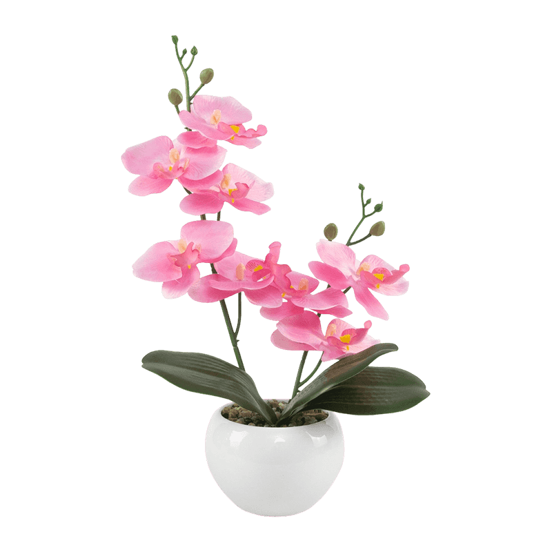 13"H Mini Orchid In Round White Pot--1S/8Flw
