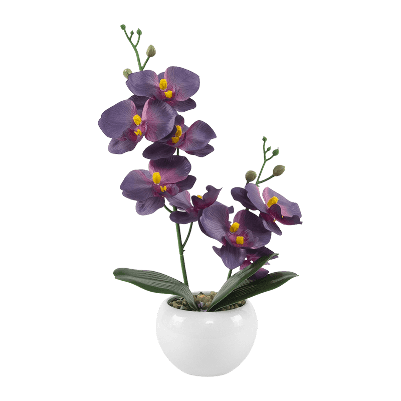 13"H Mini Orchid In Round White Pot--1S/8Flw 13"H Mini Orchid In Round White Pot--1S/8Flw