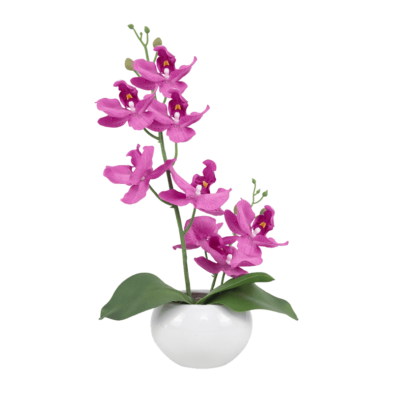 13"H Mini Orchid In Round White Pot--1S/8Flw 13"H Mini Orchid In Round White Pot--1S/8Flw