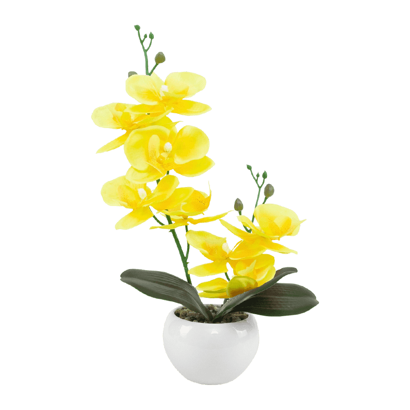 13"H Mini Orchid In Round White Pot--1S/8Flw 13"H Mini Orchid In Round White Pot--1S/8Flw