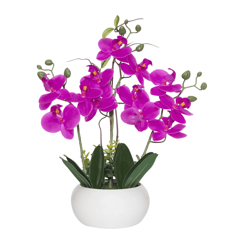 12 Flowers Orchid In Ceramic Pot