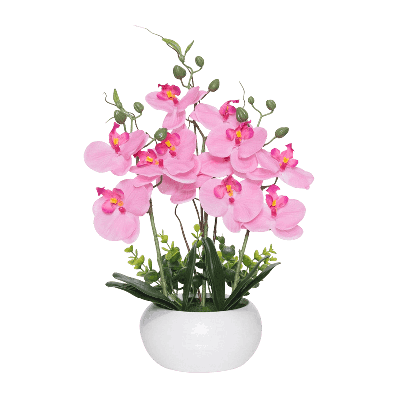 12 Flowers Orchid In Ceramic Pot