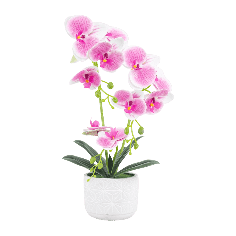 Orchid In Cement Pot With 11 Flowers