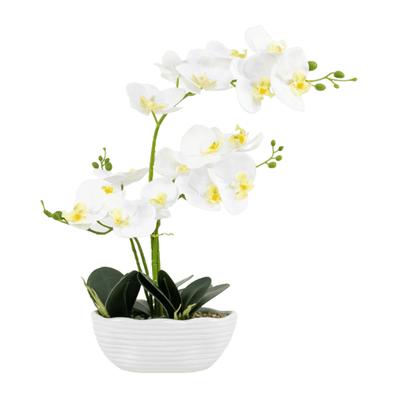 3D Orchid With 17 Flowers In Ceramic Pot 3D Orchid With 17 Flowers In Ceramic Pot