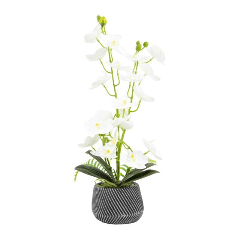 Orchid In Cement Pot With 20 Flowers