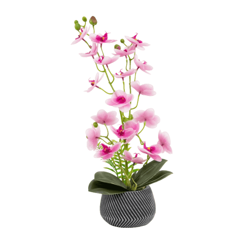 Orchid In Cement Pot With 20 Flowers