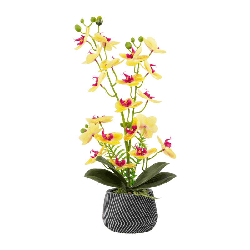 Orchid In Cement Pot With 20 Flowers