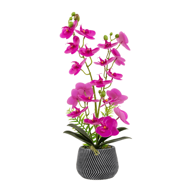 Orchid In Cement Pot With 20 Flowers