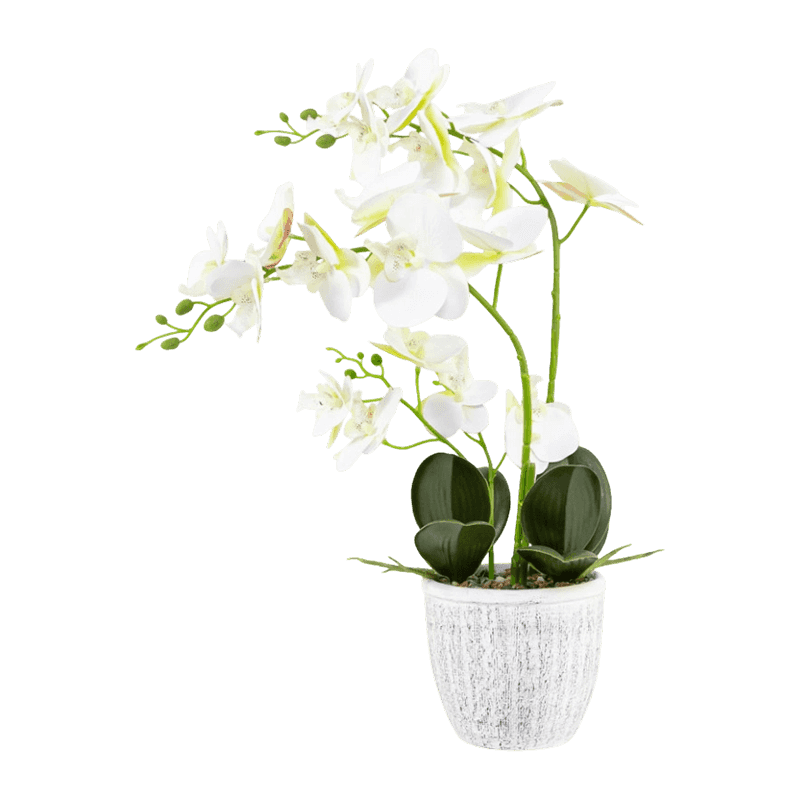 Orchid In Cement Pot With 19 Flowers