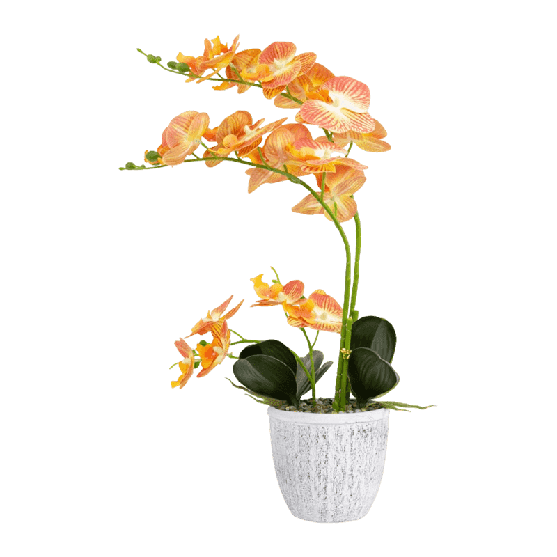 Orchid In Cement Pot With 19 Flowers