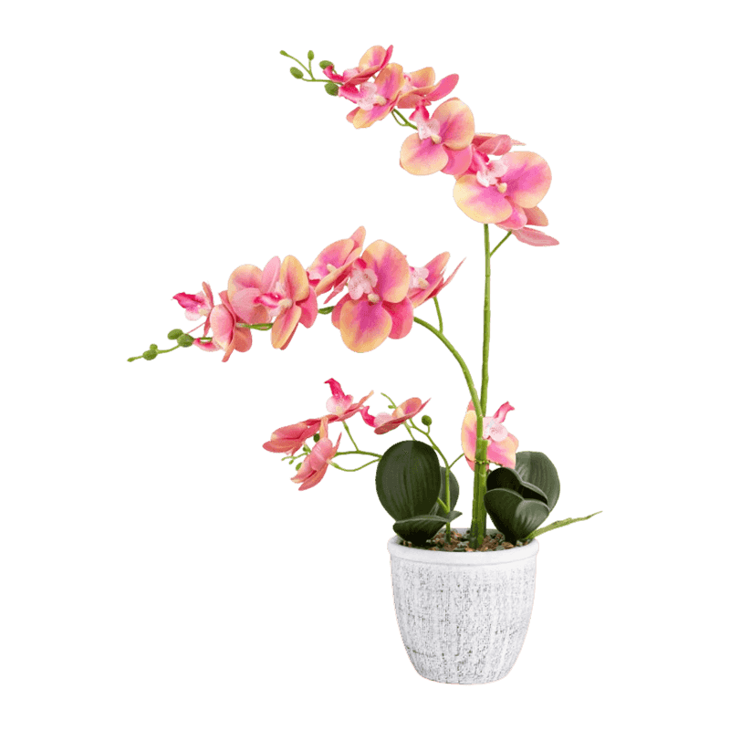 Orchid In Cement Pot With 19 Flowers
