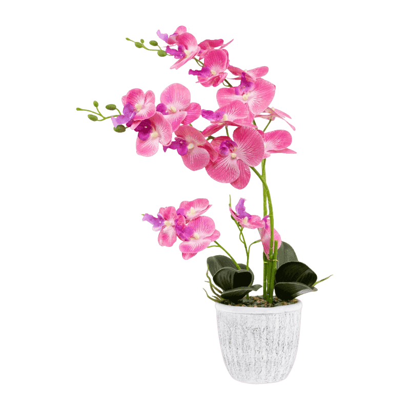 Orchid In Cement Pot With 19 Flowers