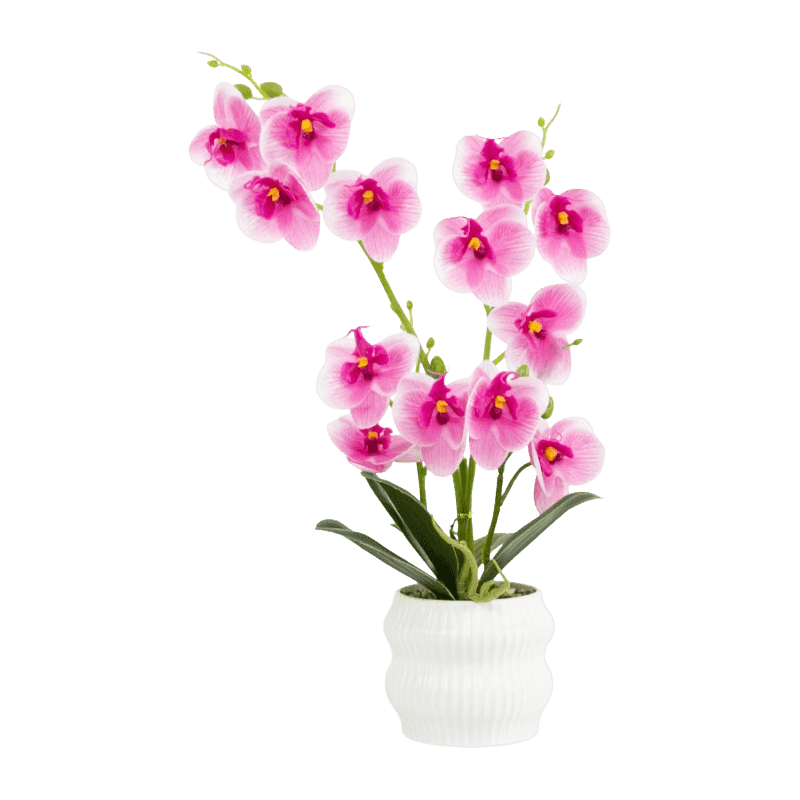 Orchid In PP Pot With 13 Flowers