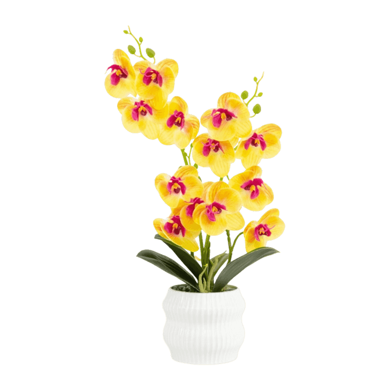 Orchid In PP Pot With 13 Flowers Orchid In PP Pot With 13 Flowers