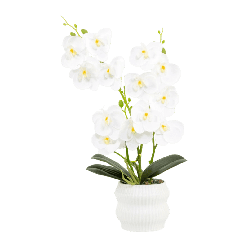 Orchid In PP Pot With 13 Flowers Orchid In PP Pot With 13 Flowers