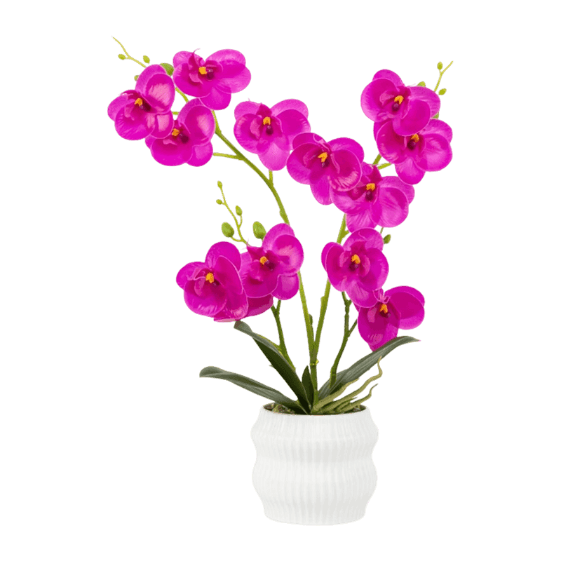 Orchid In PP Pot With 13 Flowers Orchid In PP Pot With 13 Flowers