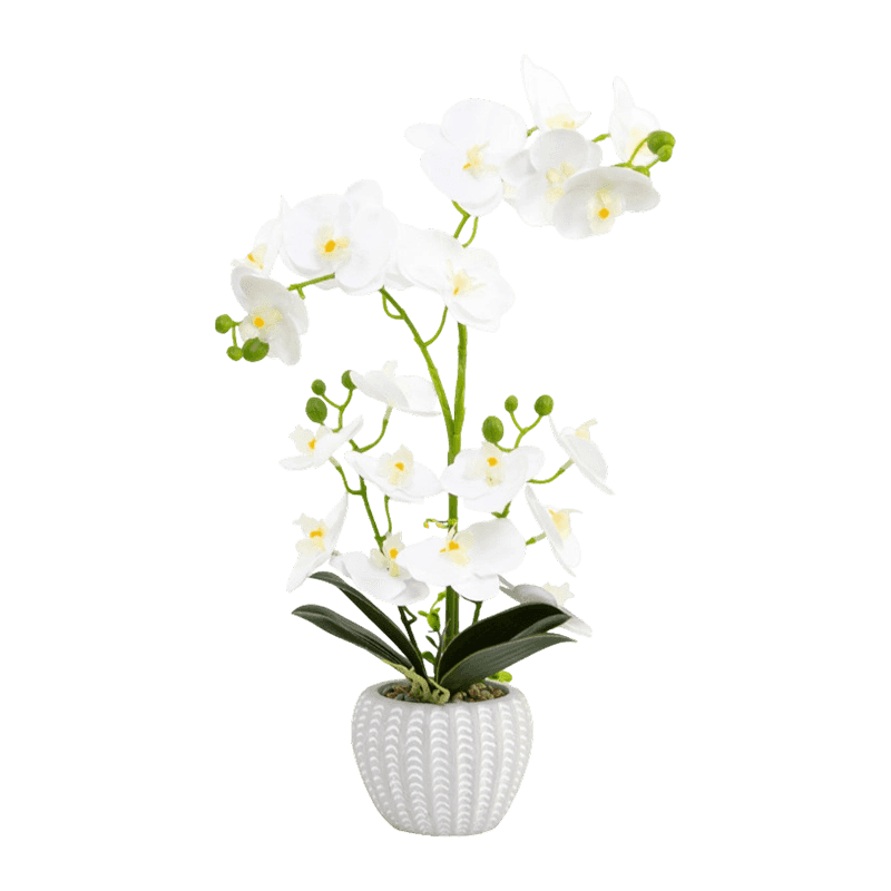Orchid In Cement With 21 Flowers Orchid In Cement With 21 Flowers