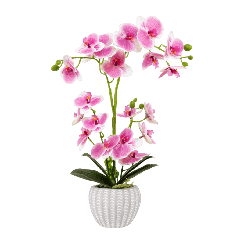 Orchid In Cement With 21 Flowers