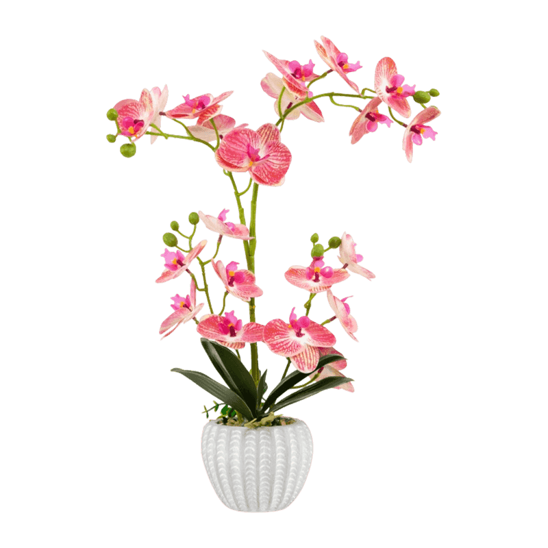 Orchid In Cement With 21 Flowers Orchid In Cement With 21 Flowers