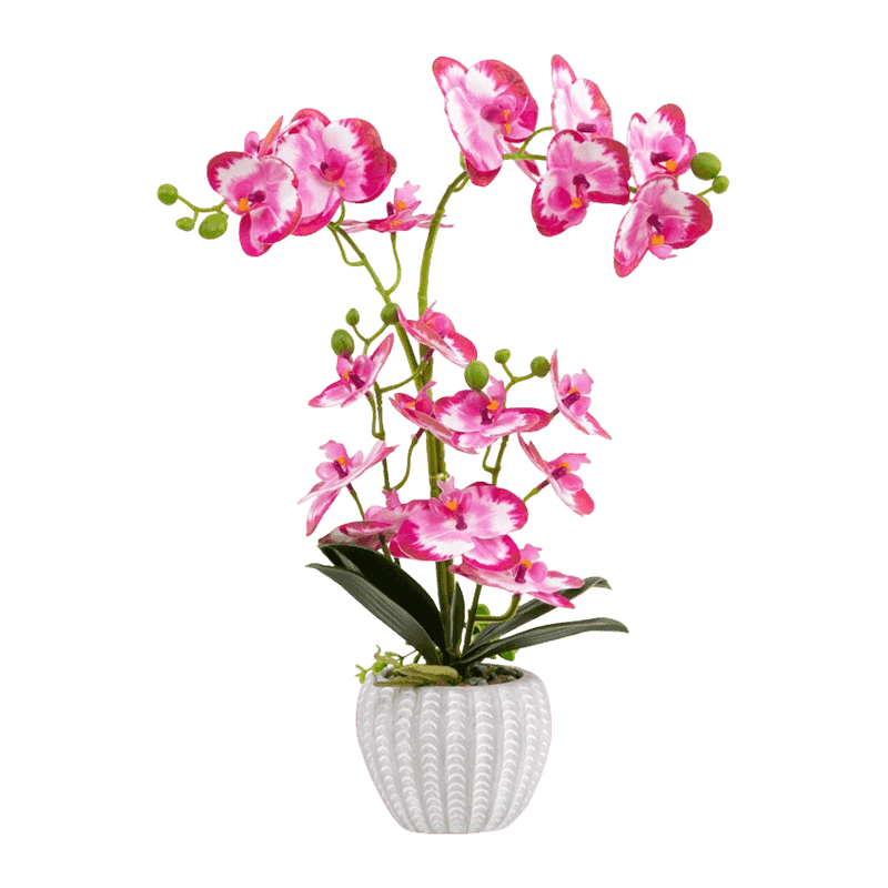 Orchid In Cement With 21 Flowers Orchid In Cement With 21 Flowers