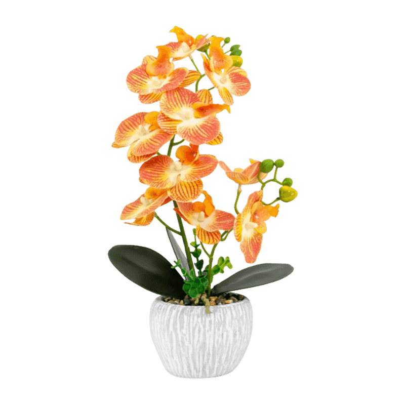 Orchid In Cement Pot With 10 Flowers