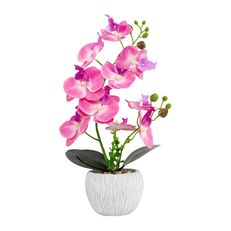 Orchid In Cement Pot With 10 Flowers Orchid In Cement Pot With 10 Flowers