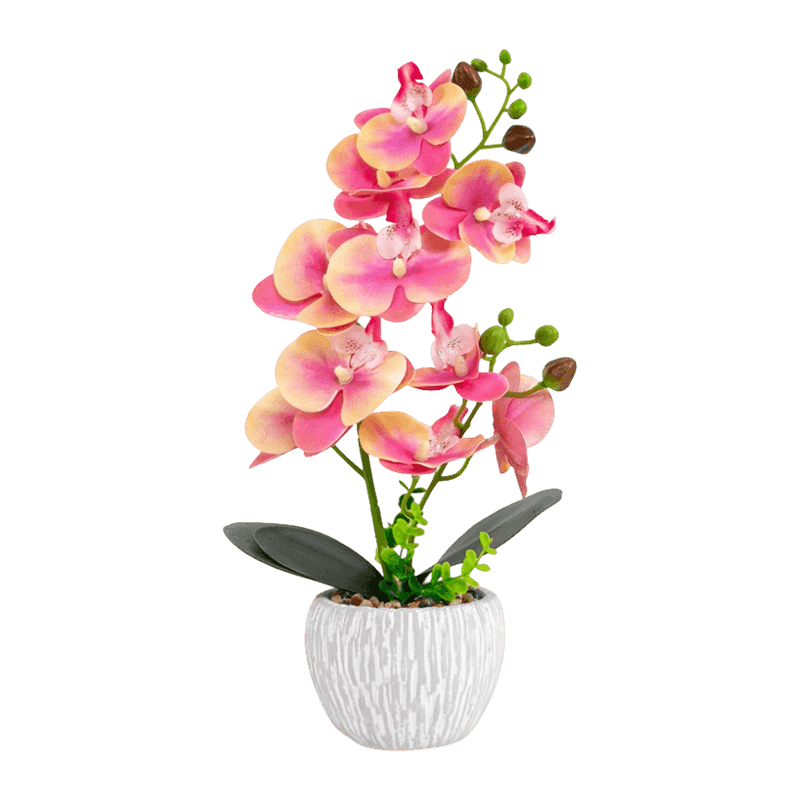 Orchid In Cement Pot With 10 Flowers Orchid In Cement Pot With 10 Flowers