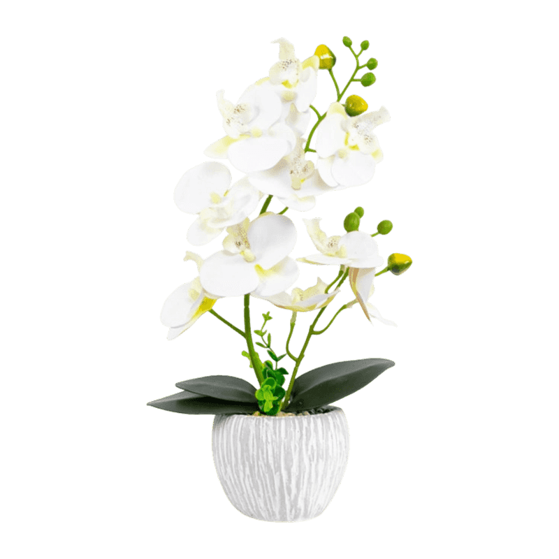 Orchid In Cement Pot With 10 Flowers Orchid In Cement Pot With 10 Flowers