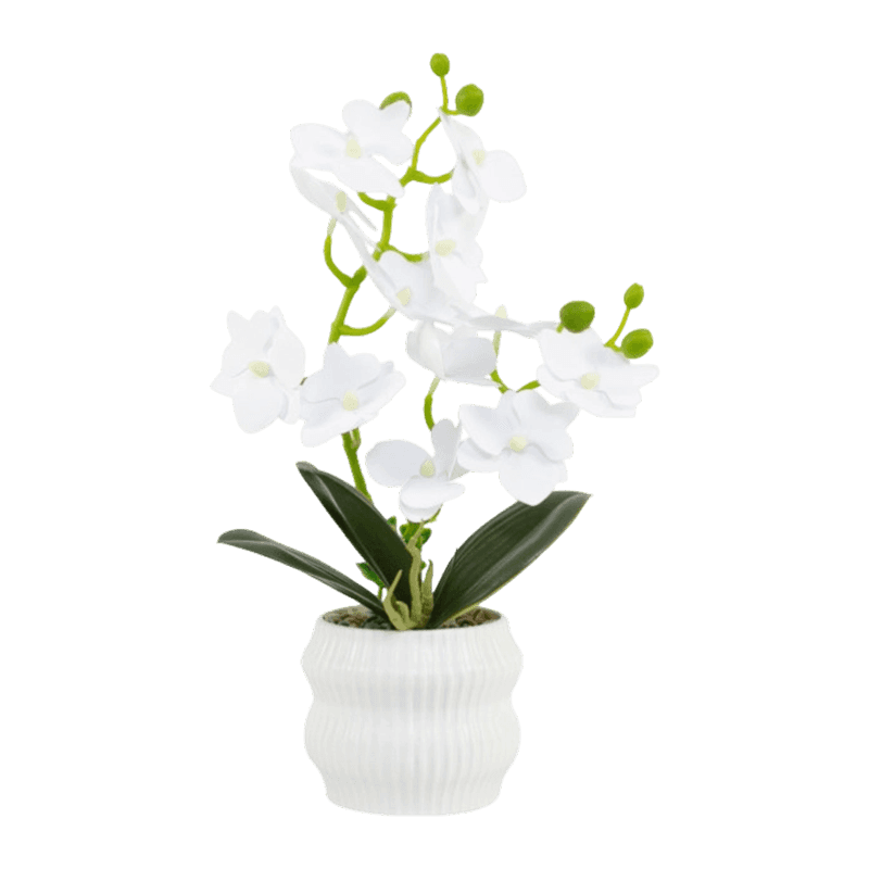 Orchid In PP Pot With 12 Flowers Orchid In PP Pot With 12 Flowers