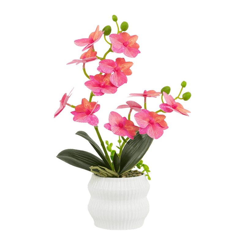 Orchid In PP Pot With 12 Flowers Orchid In PP Pot With 12 Flowers