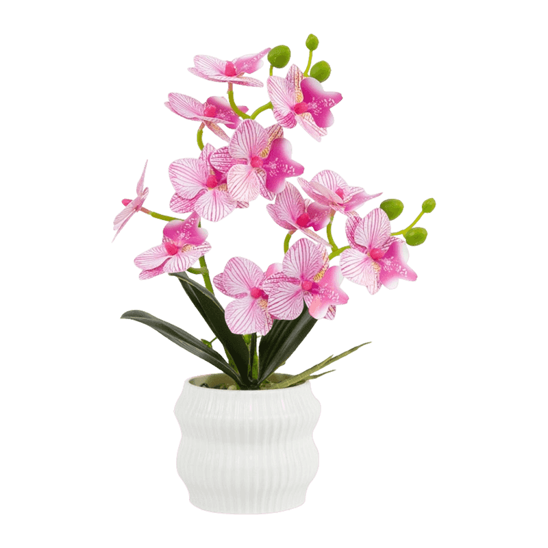 Orchid In PP Pot With 12 Flowers Orchid In PP Pot With 12 Flowers