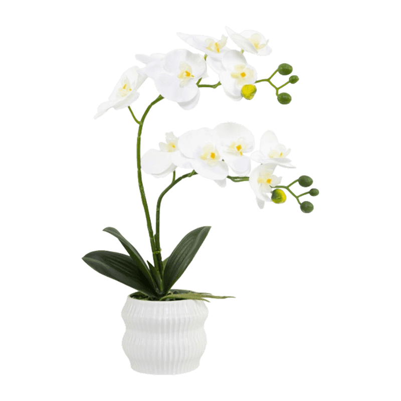 Orchid In PP Pot With 11 Flowers Orchid In PP Pot With 11 Flowers