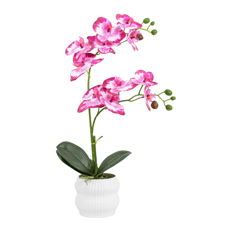 Orchid In PP Pot With 11 Flowers