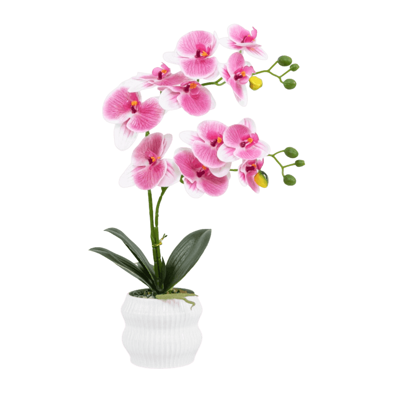 Orchid In PP Pot With 11 Flowers Orchid In PP Pot With 11 Flowers