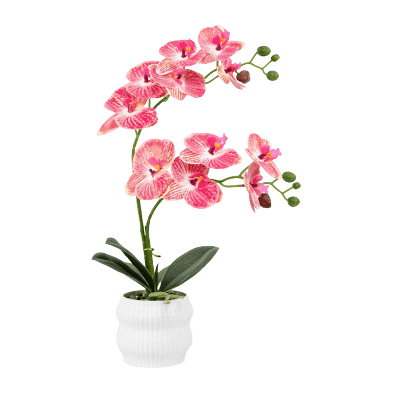 Orchid In PP Pot With 11 Flowers Orchid In PP Pot With 11 Flowers