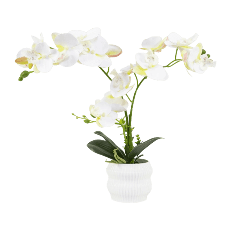 Orchid In PP Pot With 16 Flowers