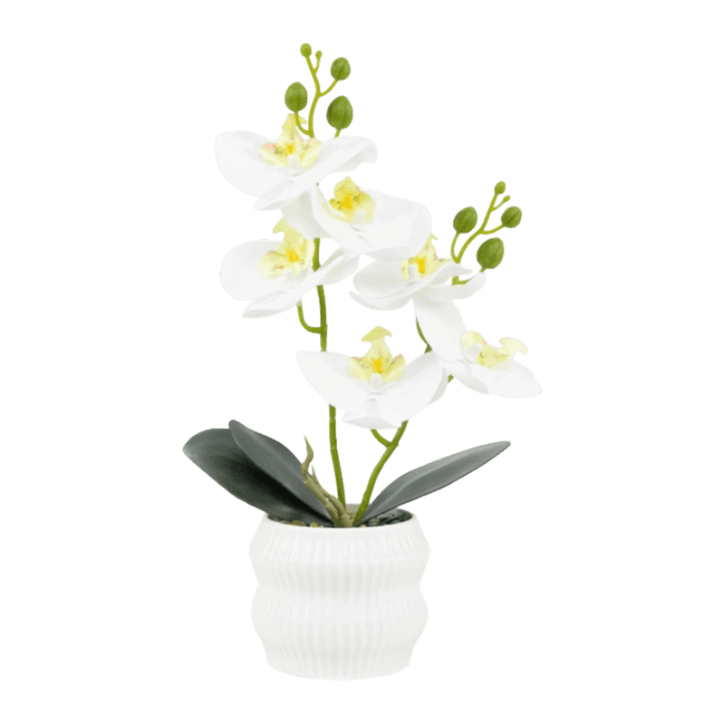 Orchid In PP Pot With 6 Flowers 2 Branch