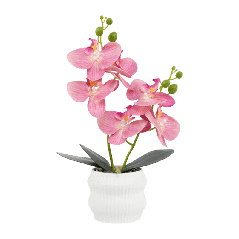 Orchid In PP Pot With 6 Flowers 2 Branch