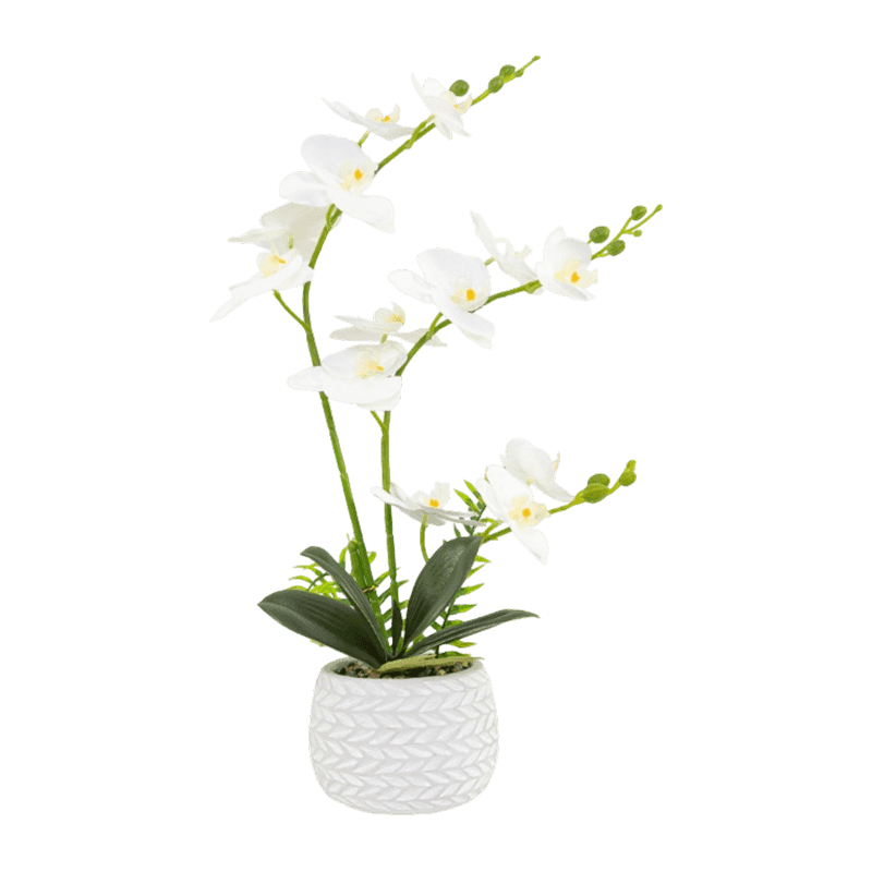 Orchid In Cement Pot With 13 Flowers Orchid In Cement Pot With 13 Flowers