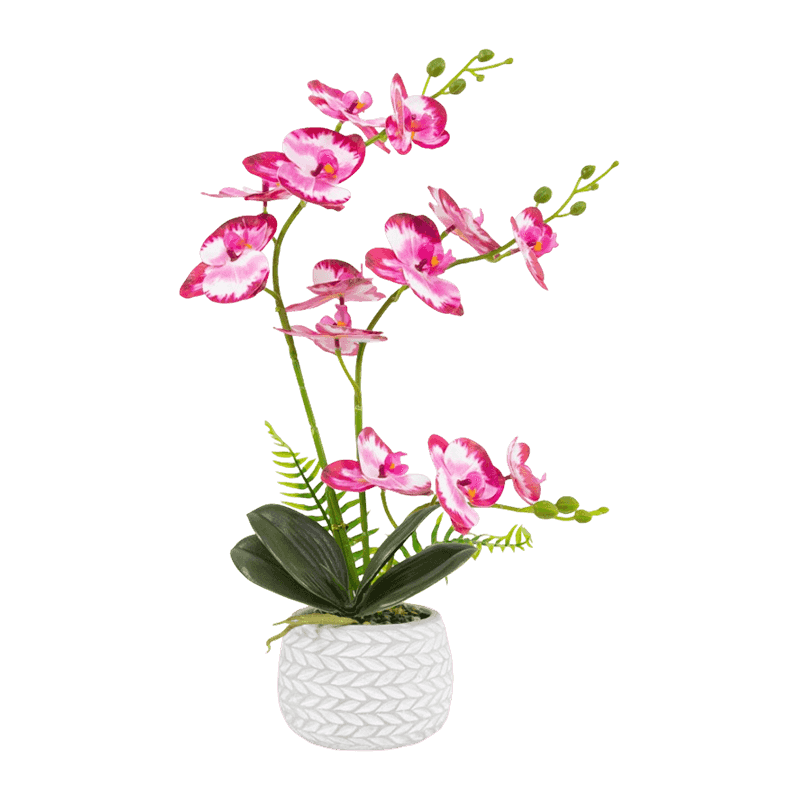 Orchid In Cement Pot With 13 Flowers