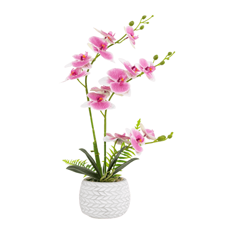 Orchid In Cement Pot With 13 Flowers Orchid In Cement Pot With 13 Flowers
