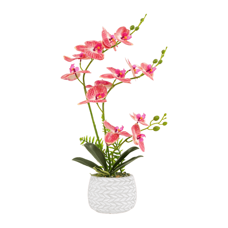 Orchid In Cement Pot With 13 Flowers Orchid In Cement Pot With 13 Flowers