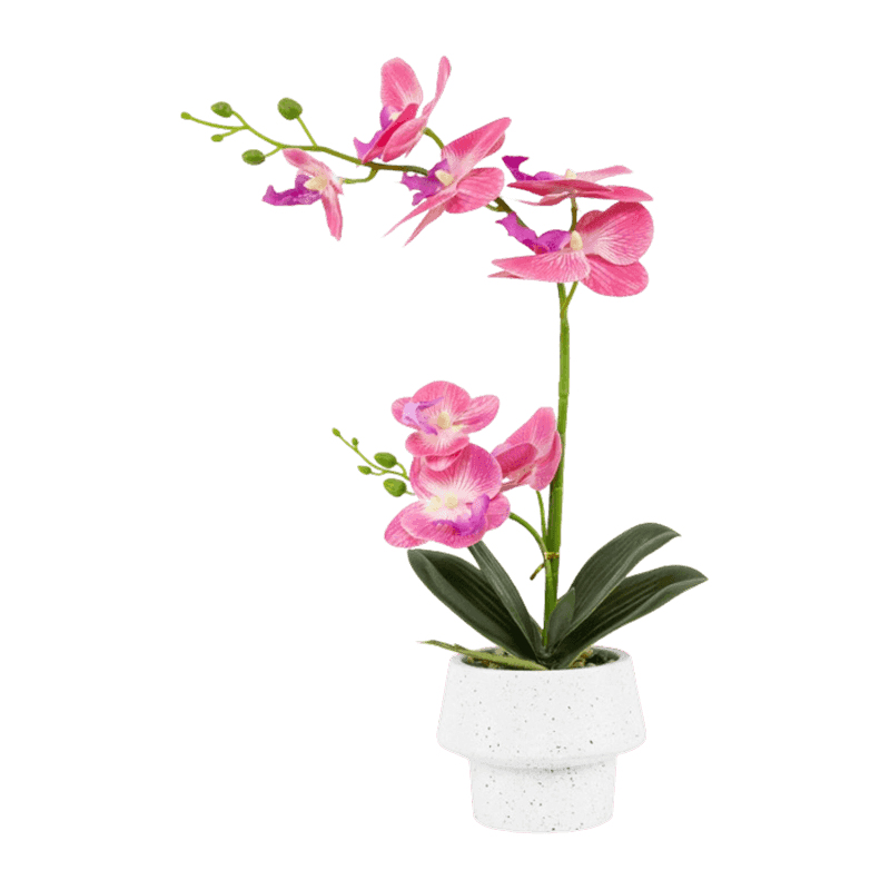 Orchid In Cement Pot With 8 Flowers Orchid In Cement Pot With 8 Flowers