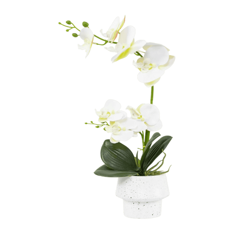 Orchid In Cement Pot With 8 Flowers Orchid In Cement Pot With 8 Flowers