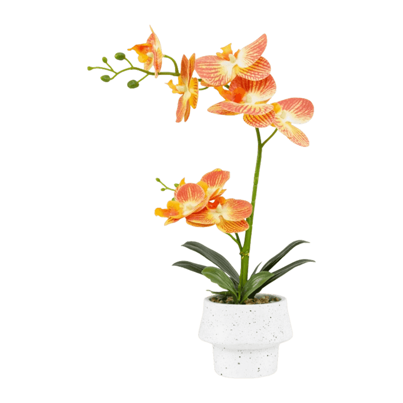 Orchid In Cement Pot With 8 Flowers